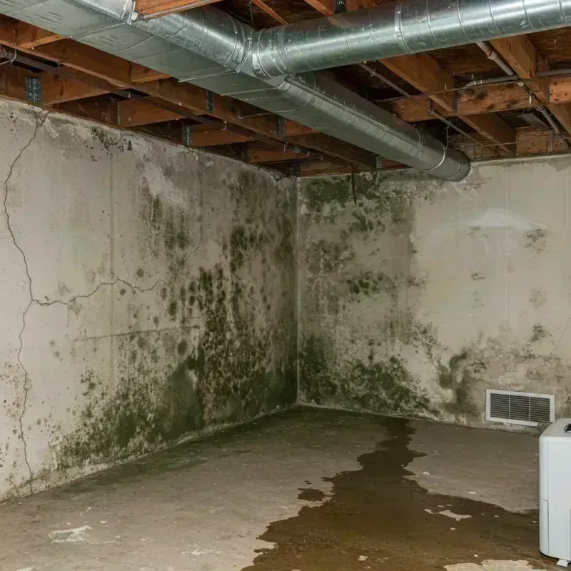 Professional Mold Removal in Marshall County, OK